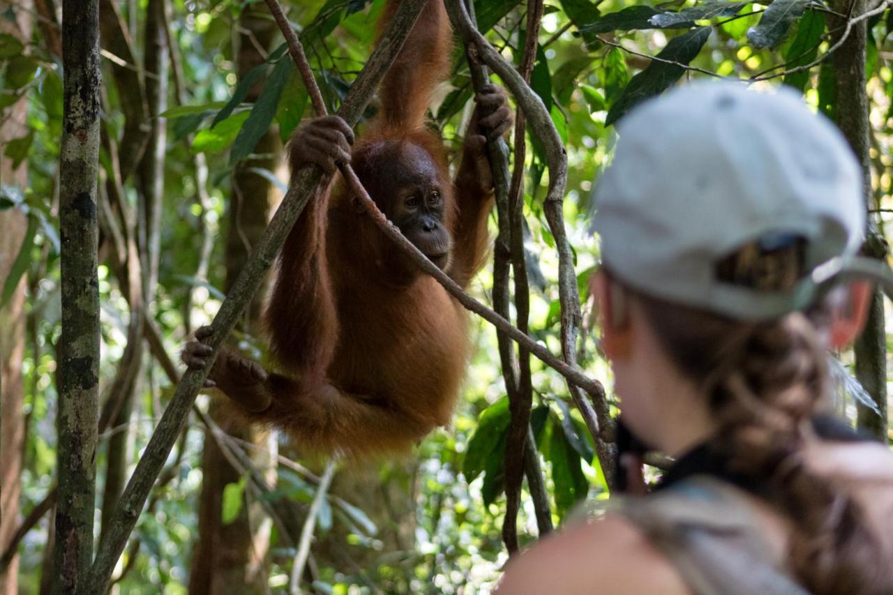 Rain Forest Guest House And Jungle Trekking Bukit Lawang Exterior foto