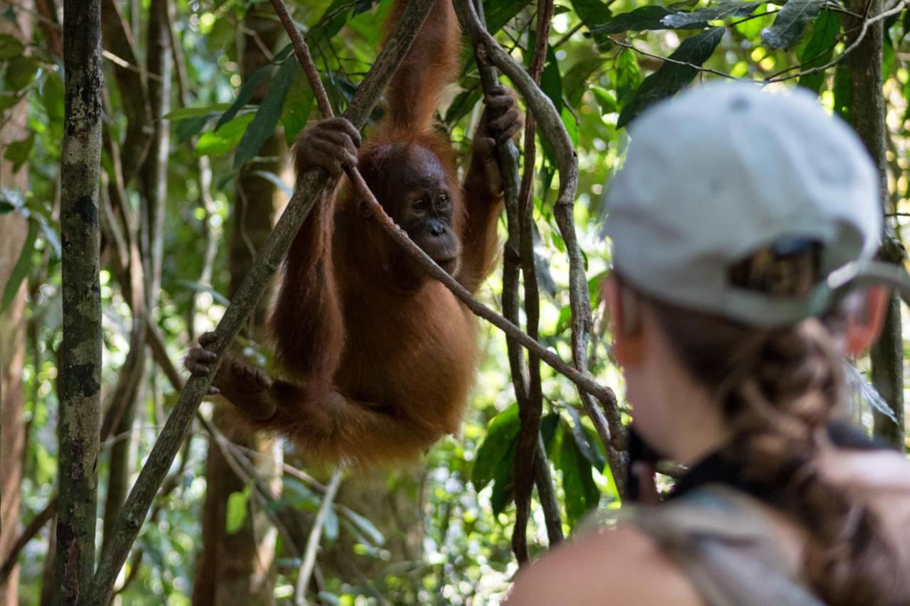 Rain Forest Guest House Bukit Lawang Exterior foto